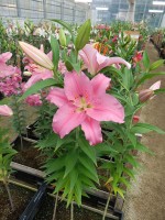 [4212 Emani No01.JPG]